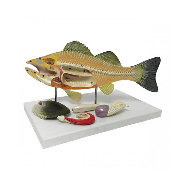 Fish Dissection Model